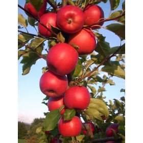 M9 Bonita® szabad gyökerű gyümölcsfa csemete