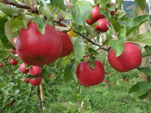 M9 Bonita® szabad gyökerű gyümölcsfa csemete