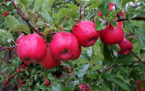 M9 Bonita® szabad gyökerű gyümölcsfa csemete