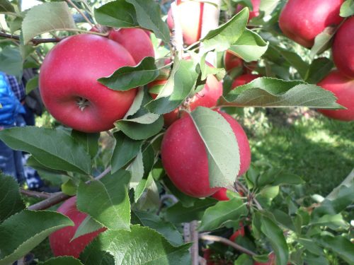 M9 Bonita® szabad gyökerű gyümölcsfa csemete