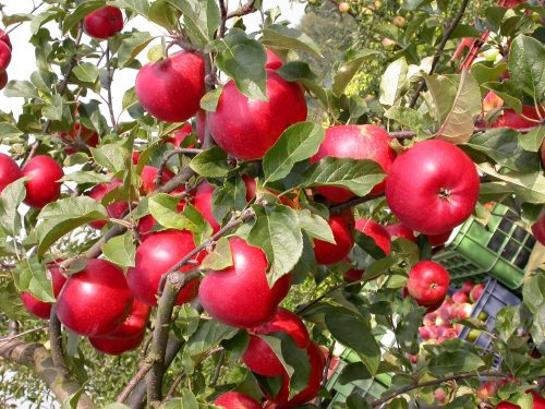 M9 Red Topaz® szabad gyökerű gyümölcsfa csemete