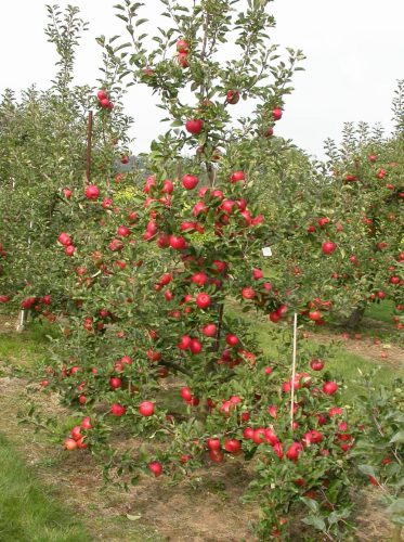 M9 Red Topaz® szabad gyökerű gyümölcsfa csemete