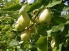 CYDORA ROBUSTA szabad gyökerű gyümölcsfa csemete