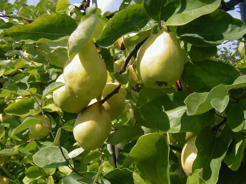 CYDORA ROBUSTA szabad gyökerű gyümölcsfa csemete
