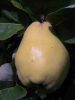 CYDORA ROBUSTA szabad gyökerű gyümölcsfa csemete