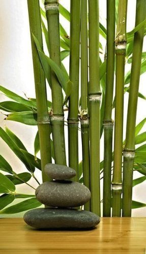 ÖRÖKZÖLD BAMBUSZ szabad gyökerű csemete