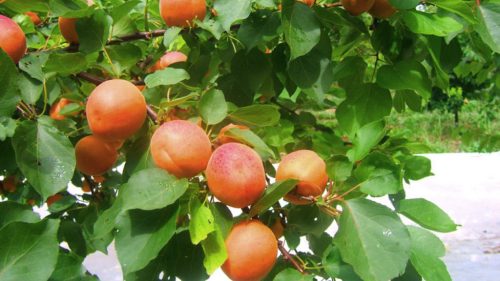 FLAVOR COT szabad gyökerű gyümölcsfa csemete