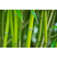 ÖRÖKZÖLD BAMBUSZ